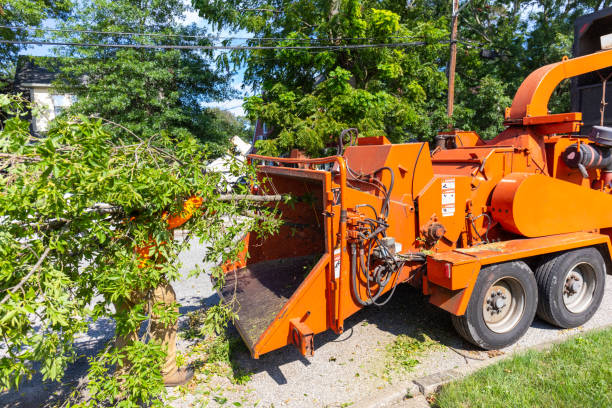 Best Emergency Storm Tree Removal  in Silver Summit, UT